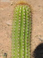 اچینوپسیس اسپاچیانا